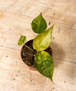 Alocasia wentii aurea 001A