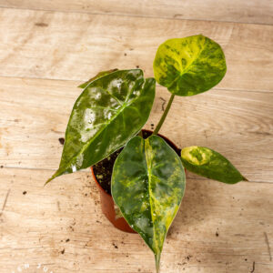 Alocasia wentii aurea 002A
