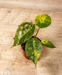 Alocasia wentii aurea 002A