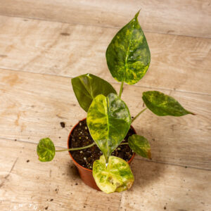 Alocasia wentii aurea 003A