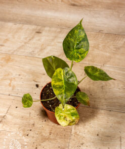 Alocasia wentii aurea 003A