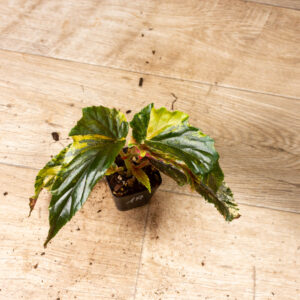 Begonia ginny galaxy variegata 001A