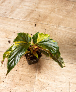 Begonia ginny galaxy variegata 001A