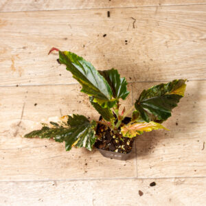Begonia ginny galaxy variegata 002A