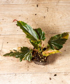 Begonia ginny galaxy variegata 002A
