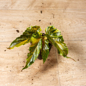 Begonia ginny galaxy variegata 003A