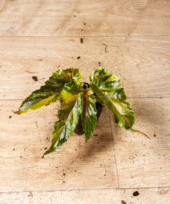 Begonia ginny galaxy variegata 003A