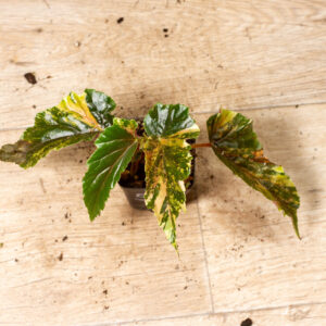 Begonia ginny galaxy variegata 005A
