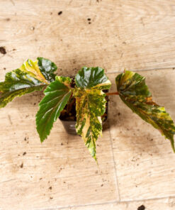 Begonia ginny galaxy variegata 005A