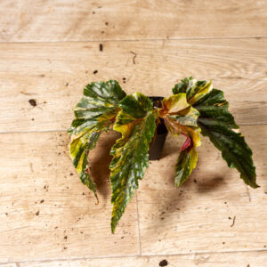 Begonia ginny galaxy variegata 006A