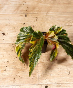 Begonia ginny galaxy variegata 006A