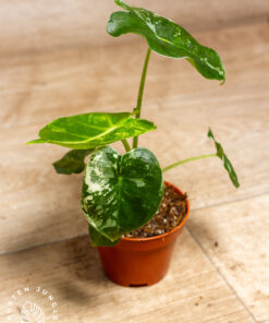 Alocasia dorayaki albo variegata/ Alocasia London Eye Albo variegata WYSIWYG