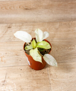 Philodendron snowdrift 001