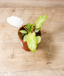Philodendron snowdrift 002