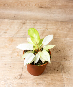 Philodendron snowdrift 003