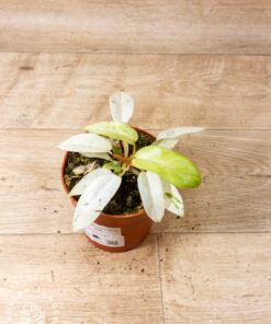 Philodendron snowdrift 004