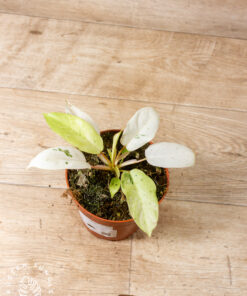 Philodendron snowdrift 005