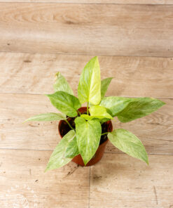 Homalomena sulcata cream 001