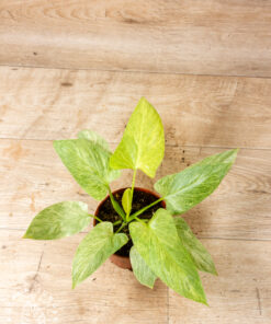Homalomena sulcata cream 002
