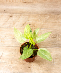 Homalomena sulcata cream 003