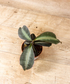 Labisia pumila 001