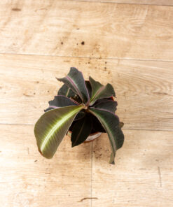 Labisia pumila 002