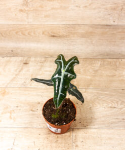 Alocasia nobilis 001