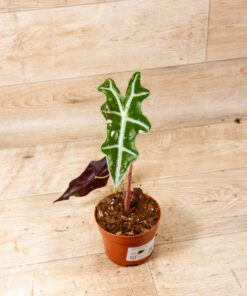 Alocasia nobilis 002
