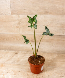 Alocasia teletubbies 002