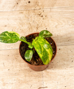 Philodendron green congo variegata 001
