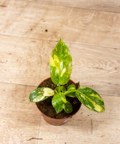 Philodendron green congo variegata 002