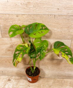 Monstera adansonii aurea 002