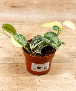 Scindapsus mayari variegata 002 – Bild 2