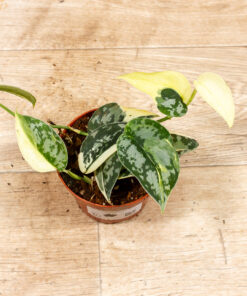 Scindapsus mayari variegata 002