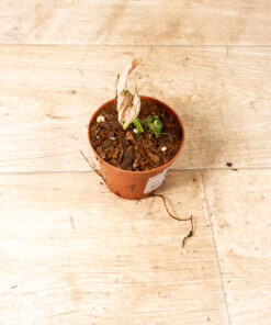 Syngonium pink rolli 001