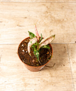 Syngonium pink rolli 002
