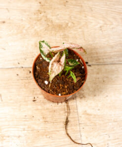 Syngonium pink rolli 003