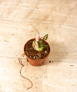 Syngonium pink rolli 004