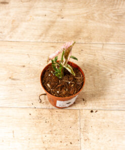 Syngonium pink rolli 005
