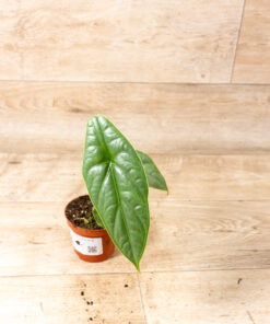 Alocasia puncak borneensis 001