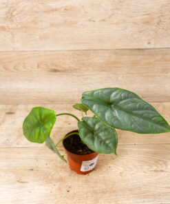 Alocasia puncak borneensis 002