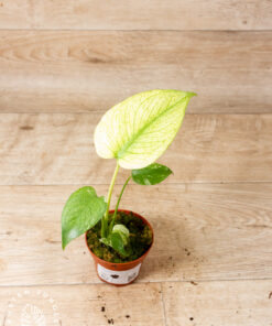 Monstera mint 001