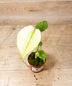 Monstera mint 002