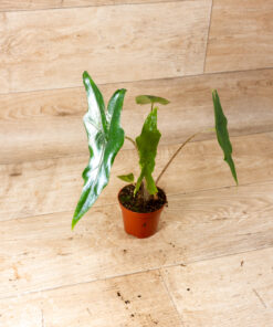 Alocasia batwing 001