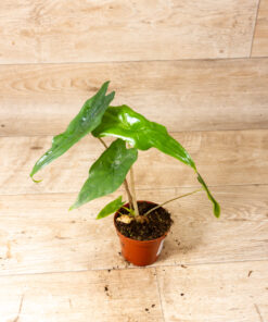 Alocasia batwing 002