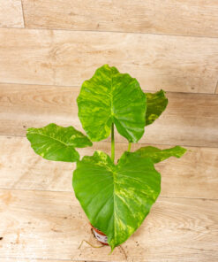 Alocasia gageana aurea 001