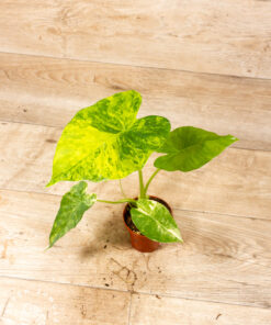 Alocasia gageana aurea 002