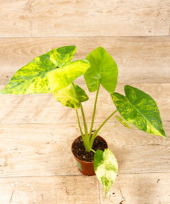 Alocasia gageana aurea 003