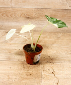 Alocasia macrorrhiza variegata 001 – Bild 2