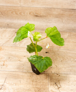 Begonia cucullata variegata 001